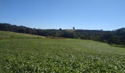 Sítios 6 Alqueires, Sem Casa, Só Terra, Rico Em Água, 25 km De Itapetininga