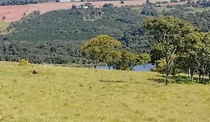 Fazenda com 42 Alqueires, Agua, Não Tem Casa, Localização Nobre, Em Frente Ao Asfalto, Sitio Para Criação De Gado Corte