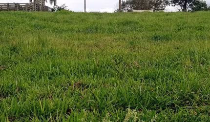 Sítio 5,7 Alqueires Frente Asfalto,Localização Top,Terra Fertil,muito Boa,Ótimo para Plantação,Gado,Granjas