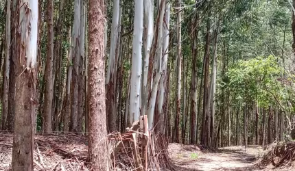 Sítio 5 Alqueires(Vendo Só a Madeira) Eucaliptos 13 Anos 72mil por Alqueire,Fácil Acesso,7 Kms da Pista,35 Km de Itapetininga,Vendo Só a Madeira