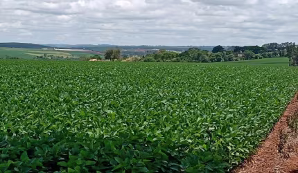 Sítio 13 Alqueires,2 Kms do Asfalto, Frente Raposo Tavares,Ótima localização para fazer barracão de  Granjas,  plantio de Gramas, leiteria,  Criação d