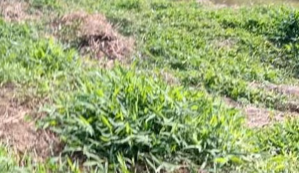 Sítio 27000m2, Casa 150m2, 3 Dormitórios, Muita Água, Tanques de Peixes, Bem Cercado, 6 km da Cidade, Estrada Cascalhada