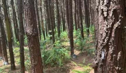 SÍTIO COM PINUS A VENDA NA REGIÃO DE CAPÃO BONITO-SP ??   Área Total de 8 Alqueires  5 Alqueires em Pinus   Restante App e Reserva   19 Mil Árvores de Pinus   Idade de 13 a 14 anos  Resinando (70 tamb