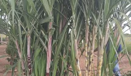 FAZENDA A VENDA NO ESTADO DO MATO GROSSO ??  Localizada no Município de Barra do Garças - MT  *VALOR: ? R$ 18.000.000,00 (DEZOITO MILHÕES DE REAIS)