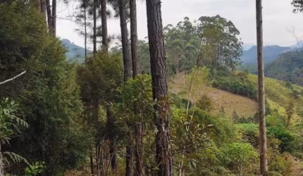 Terreno para Venda em São João Batista, São João Batista