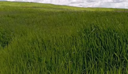 FAZENDA A VENDA NO MUNICÍPIO DE JOÃO PINHEIRO MG