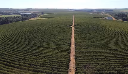 Fazenda de café em Unaí-MG