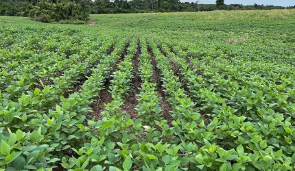 Magnífica Fazenda em Tocantins.