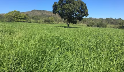 Excelente Fazenda em Lassance - Oportunidade!