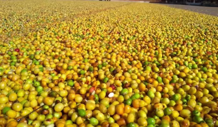 Excelente Fazenda de Café a Venda no Estado de Minas Gerais localizada na Região de Piumhi-MG.'