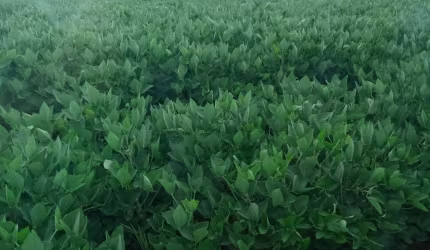 Fazenda de 106 hect. Soja.