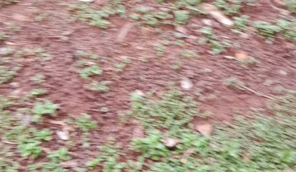 Chacara de 3.2 Hectares.  17 km de Campo Grande.