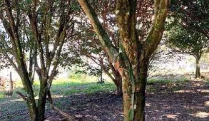 Chácara com 3 dormitórios à venda, 2000 m² por R$ 1.000.000,00 - Jardim da Represa - São Bernardo do Campo/SP
