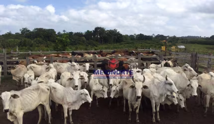 ## Fazenda à Venda em Turiaçu-MA ##