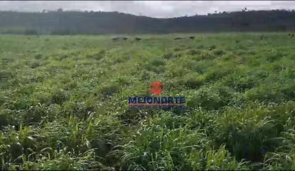 Fazenda com 1 dormitório à venda, 10000 m² por R$ 37.400.000,00 - Centro - Bom Jesus das Selvas/MA