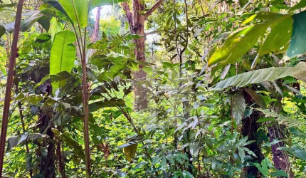 Terreno à venda, 564 m² por R$ 564.000,00 - Parque Jatibaia (Sousas) - Campinas/SP