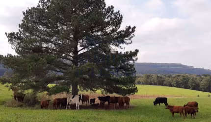 Fazenda à venda na Rodovia do Xisto, 476, Passa Dois, Lapa, 411400 m2 por R$ 8.000.000