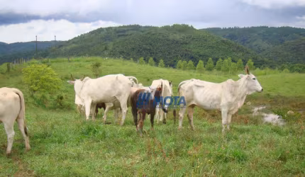 Fazenda Campo Largo com 175,96 alqueires.