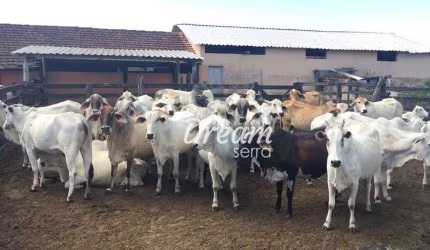 INVESTIDOR OLHA A OPORTUNIDADE! FAZENDA DE 52 ALQUEIRES ATIVA EM ARARUAMA/RJ