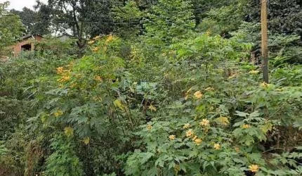 Terreno à venda, 250 m² por R$ 500.000,00 - Jardim Celeste - São Paulo/SP