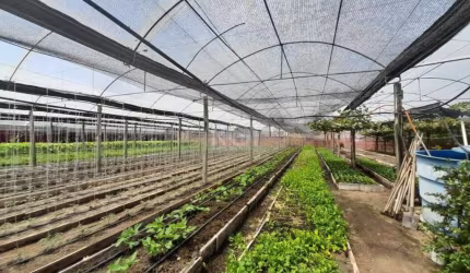 SÍTIO DENTRO DE PORTO ALEGRE&lt;BR&gt;&lt;BR&gt;Ótima área para construir, para plantar e morar:&lt;BR&gt;6.629,10 metros quadrados de área no bairro Campo Novo.&lt;BR&gt;&lt;BR&gt;Com duas casas de m