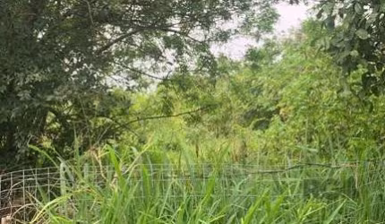 Amplo terreno em região de que terá expansão, próximo a Avenida do Lami.