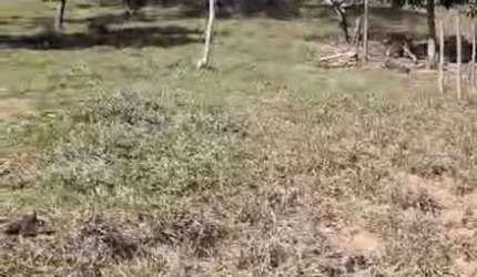 Chácara em Zona Rural de Mesquita