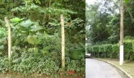 Terreno à Venda com 6.500 m² - Bairro Barra Funda - Guarujá