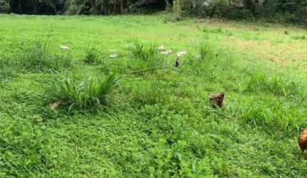 Chácara / sítio com 2 quartos à venda na Estrada Marcos Barbosa, Chácara Sete Cruzes, Suzano, 110 m2 por R$ 3.000.000