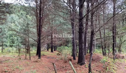 ÁREA NO CARACOL EM CANELA, Zona Rural, Canela - RS