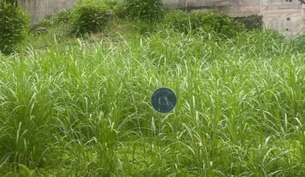 Terreno à venda, 250 m² - Paraíso do Morumbi - São Paulo/SP