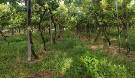 Chácara / sítio com 1 quarto à venda na Zona Rural, Nova Pádua  por R$ 500.000