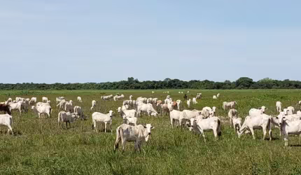 Fazenda 2.000 hectares dupla próxima Cuiabá