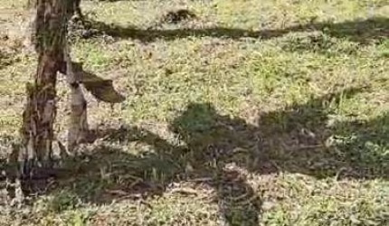 Terreno à venda na Figueira (Pé da Serra), Ubatuba , 300 m2 por R$ 90.000