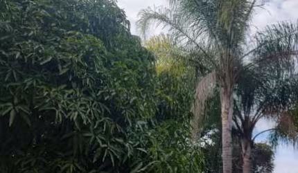 Chácaras para venda em Ipero no bairro Não Especificado