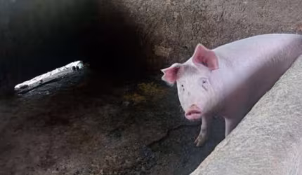 Fazenda a Venda em Luiz Alves  Santa Catarina
