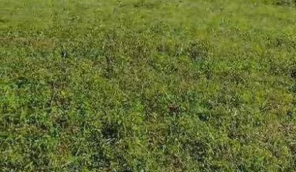 Vende-se 15 alqueires em  União de Minas - MG /  A 11 km da cidade e do asfalto