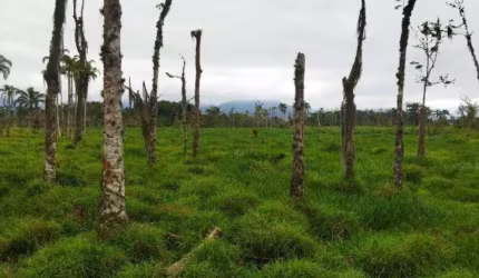 Área à venda, 30000 m² por R$ 1.990.000,00 - Barranco Alto - Caraguatatuba/SP