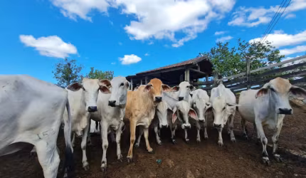 FAZENDA A VENDA EM SAQUAREMA RJ. BRASIL