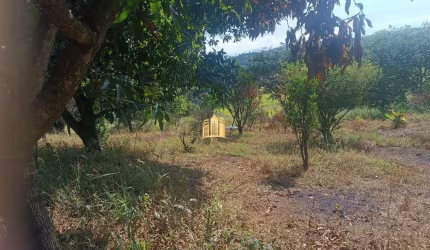 Sítio à Venda Condomínio Sete Lagos: 3 Casas, 6 Quartos e Pomar!