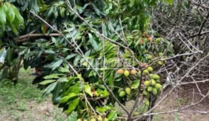 Chácara em Condomínio em Araçoiaba da Serra