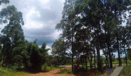 Chácara à venda, 10000 m² por R$ 1.800.000,00 - Paris - Guaraniaçu/PR