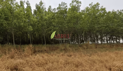Sítio com seringueira à venda, 1 alqueire por R$ 400.000,00 – Zona Rural – Cosmorama/SP