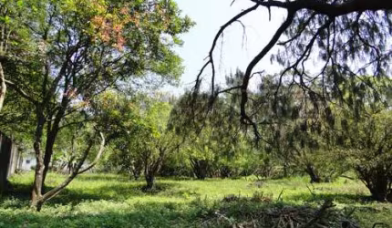 Terreno em Horto Florestal