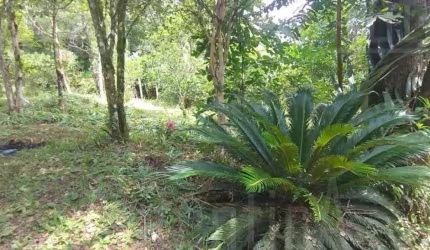 Chácara / sítio à venda na Travessão Sebostopol Distrito de Galópolis, Zona Rural, Caxias do Sul por R$ 495.000