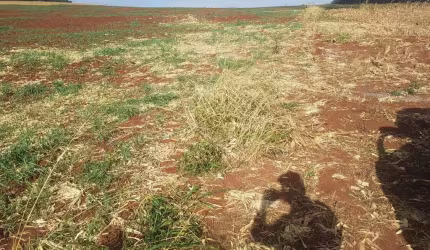Sítio para Venda em Tuneiras do Oeste, Bairro Ouro Verde