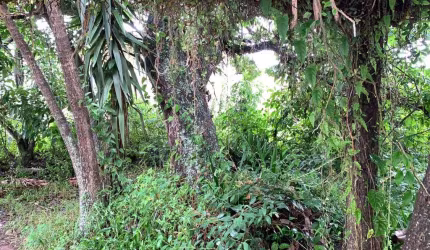 Terreno de 450m² em Jurerê