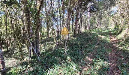 Chácara à venda, 70.153 m2 por R  559.000,00 - Área Rural - São José dos Pinhais PR