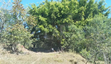 Fazenda - Sítio à venda, Padre Brito - Barbacena/MG