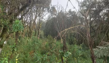 Terreno em condomínio fechado à venda na José Pedro Piva, 880, Bosque Sinoserra, Canela, 741 m2 por R$ 750.000